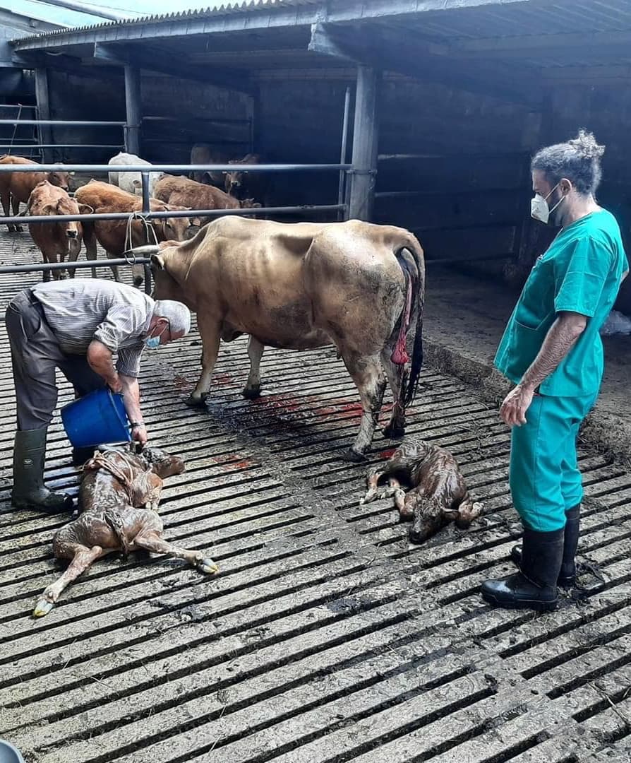 Veterinarios en Ribadeo