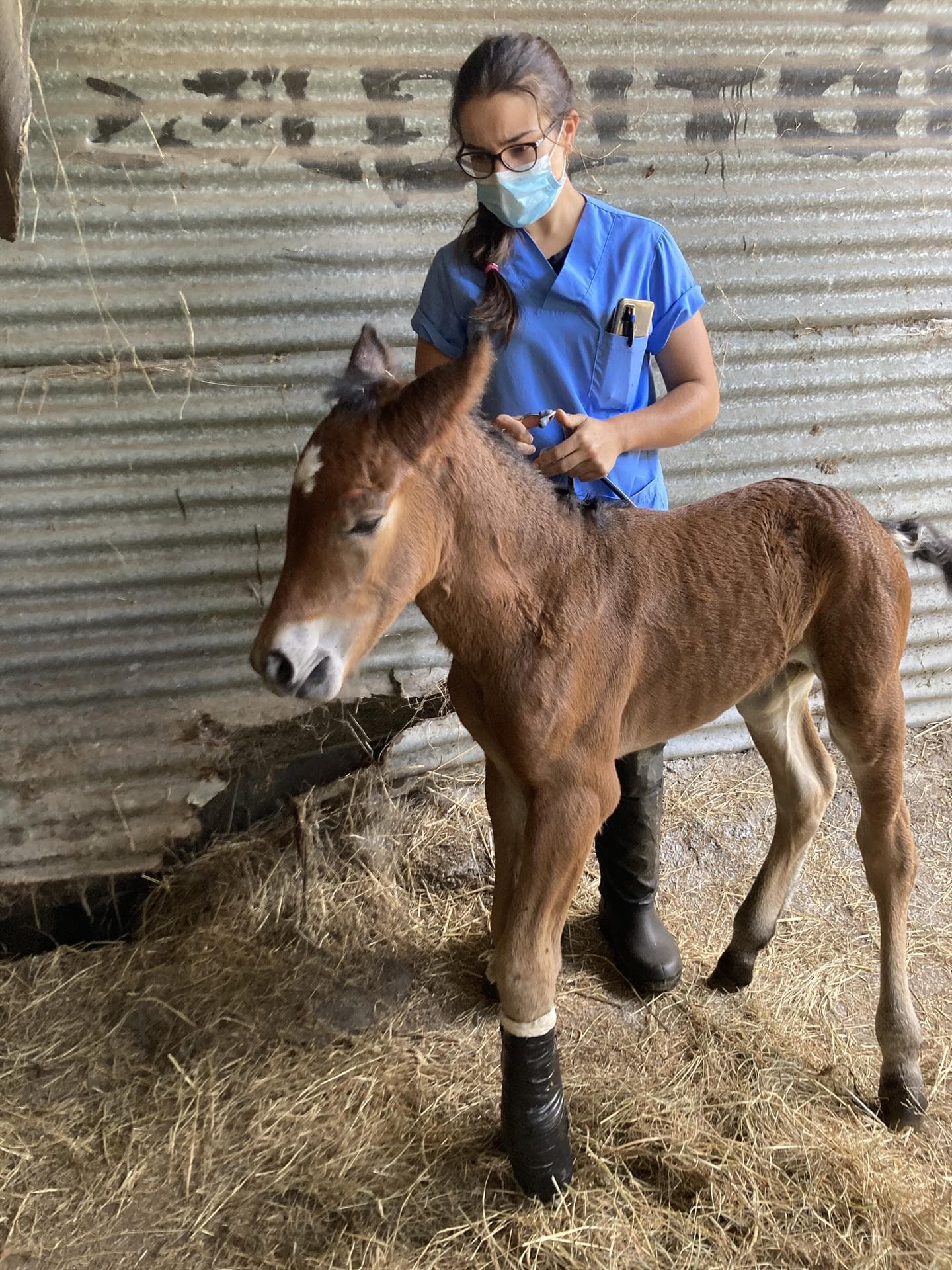 Veterinarios en Ribadeo