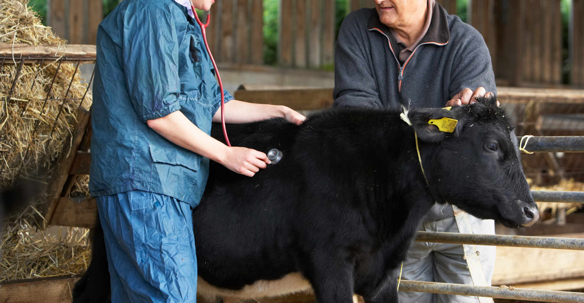 Veterinarios en Ribadeo