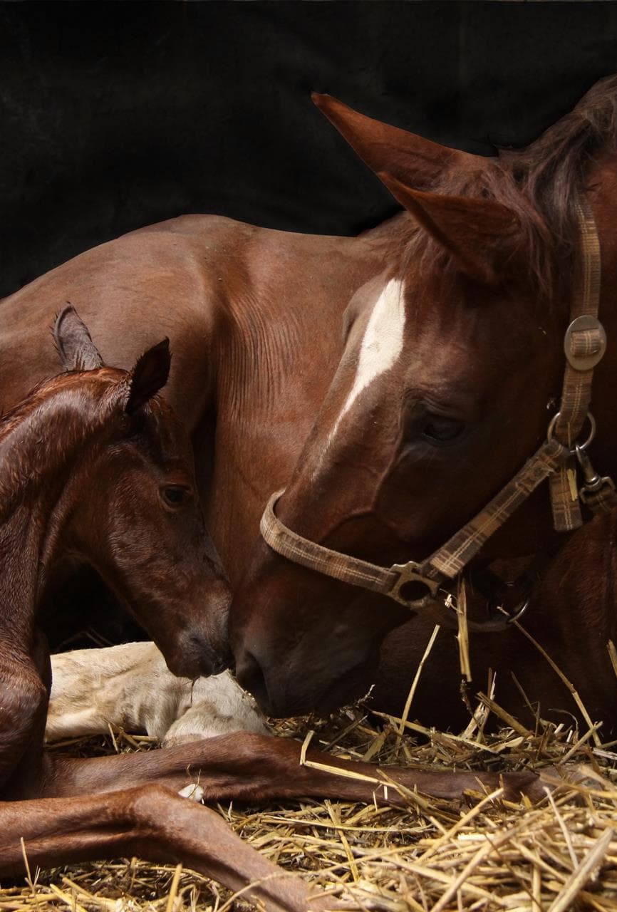 Veterinarios en Ribadeo